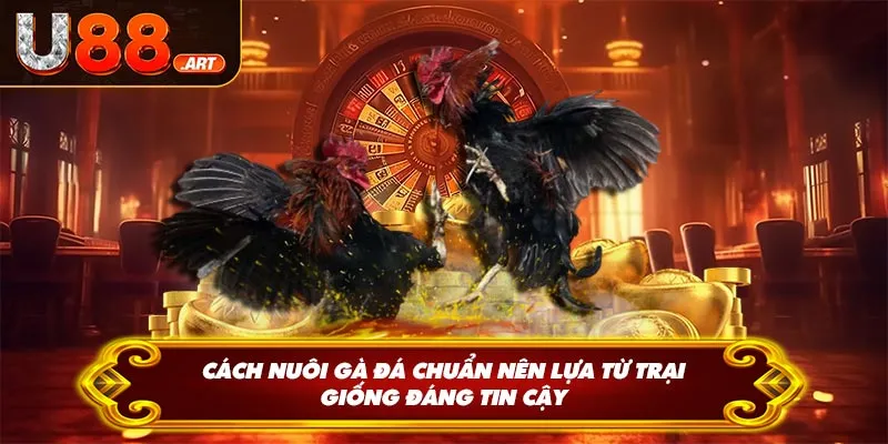 Cách nuôi gà đá chuẩn nên lựa từ trại giống đáng tin cậy