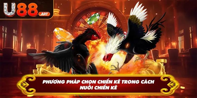 Phương pháp chọn chiến kê trong cách nuôi chiến kê